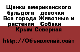 Щенки американского бульдога ( девочки) - Все города Животные и растения » Собаки   . Крым,Северная